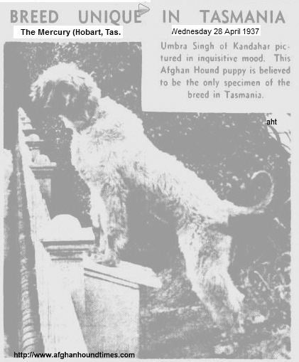 htp://www.afghanhoundtimes.com PHOTO Umbra Singh of Kandahar Australis