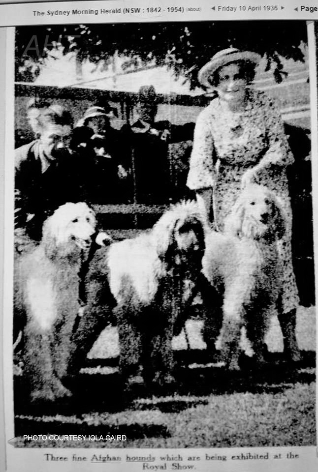 http://www.afghanhoundtimes.com PHOTO Mrs Macdougall and Afghan hounds 1935