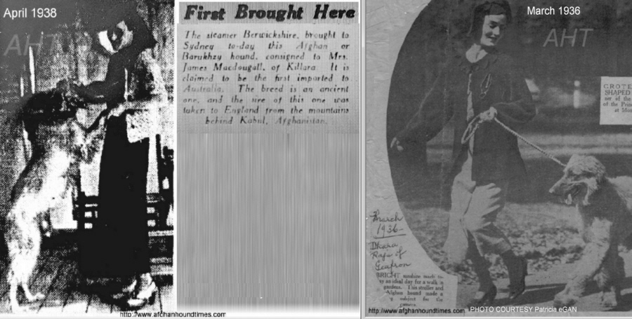 htp://www.afghanhoundtimes.com PHOTO Olive Mcdougall 1936/8 Kandahar Australia