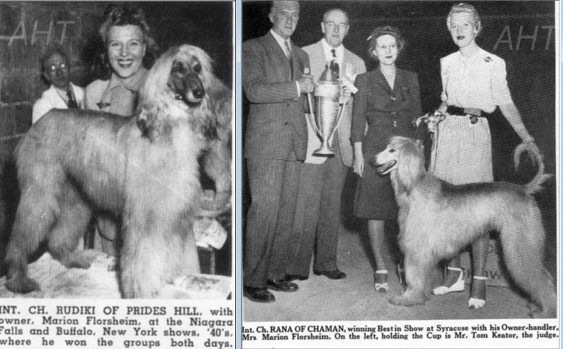 http://www.afghanhoundtimes.com Marion Florsheim