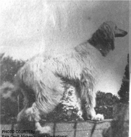 http://www.afghanhoundtimes.com PHOTO Lasca Klana
