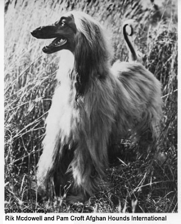 http://www.afghanhoundtimes.com PHOTO Rudiki Of Prides Hill
