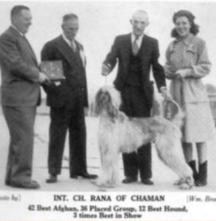 http://www.afghanhoundtimes.com PHOTO Rana Of Chaman