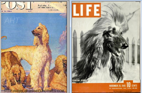 http://www.afghanhoundtimes.com Photo Five Mile Cover Pages 1944/45
