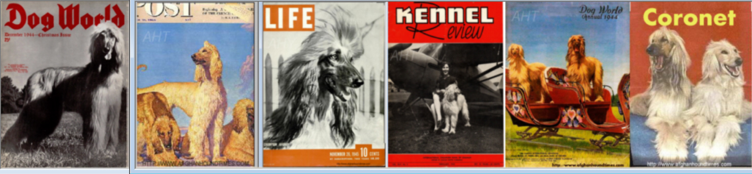 http://www.afghanhoundtimes.com Photo Five Mile Cover Pages 1944-1946
