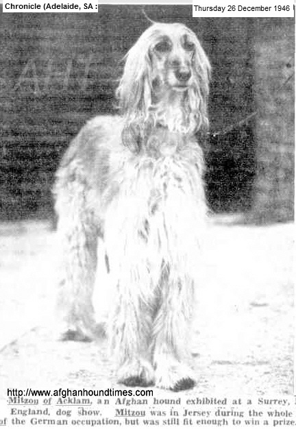 http://www.afghanhoundtimes.com Ch Mitsou Of Acklam 1946