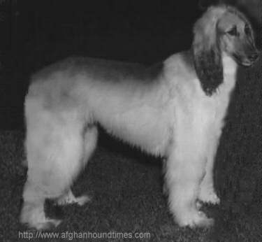 http://www.afghanhoundtimes.com Photo Ch Mogul Of Arken