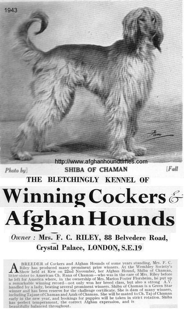http://www.afghanhoundtimes.com Photo Shiba Of Chaman 1943