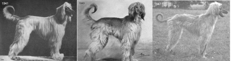 http://www.afghanhoundtimes.com Photo Chaman breeding