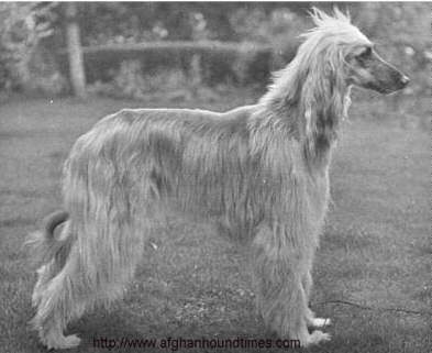 http://www.afghanhoundtimes.com Photo Khanabad Selina