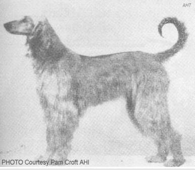http://www.afghanhundtimes.com Photo Khasru Of Chaman 1936