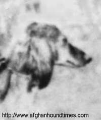 http://www.afghanhoundtimes.com Photo Garrymhor Nazeem
