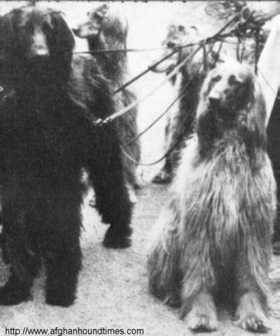 http://www.afghanhoundtimes.com Photo Chaman Hounds 1936
