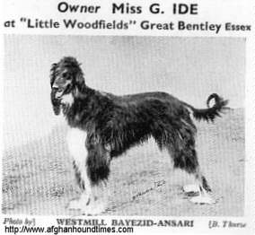 http://www.afghanhoundtimes.com Photo Ch Westmill Bayezid Ansari
