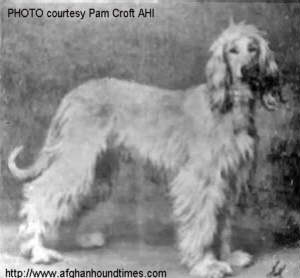 http://www.afghanhoundtimes.com Photo Firdausi Of Geufron