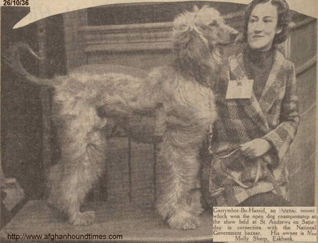 http://www.afghanhoundtimes.com Photo Molly Sharpe 1936