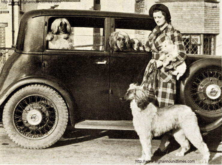 http://www.afghanhoundtimes.com Photo Molly Sharpe 1936