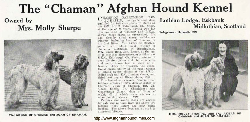 http://www.afghanhoundtimes.com Photo Ch Taj Akbar Of Chaman and Juan of Chaman