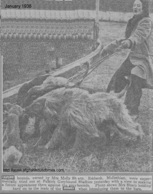 http://www.afghanhoundtimes.com Photo Molly Sharp Chaman racing 1938
