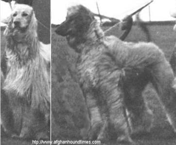 http://www.afghanhoundtimes.com Photo Budmash Khan and Tamerisk of Tarril