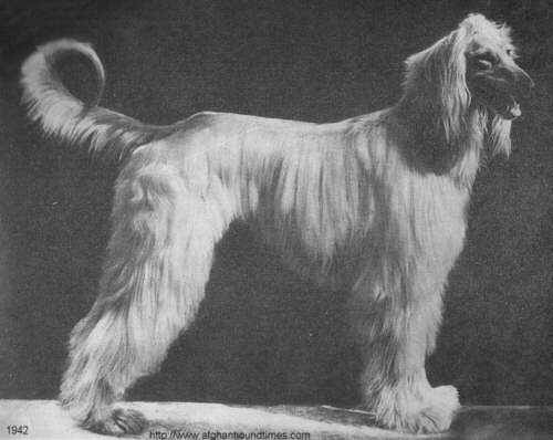 http://www.afghanhoundtimes.com Photo Ch Rana Of Chaman Of Royal Irish