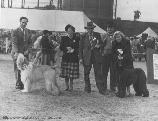 http://www.afghanhoundtimes.com Photo Hank c 1952 handling a Chaman Afghan hound