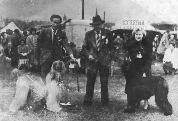 http://www.afghanhoundtimes.com Photo Hank c 1952 handling a Chaman Afghan hound