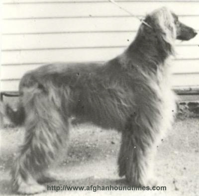 http://www.afghanhoundtimes.com - Photo Chaman Taj Amigo