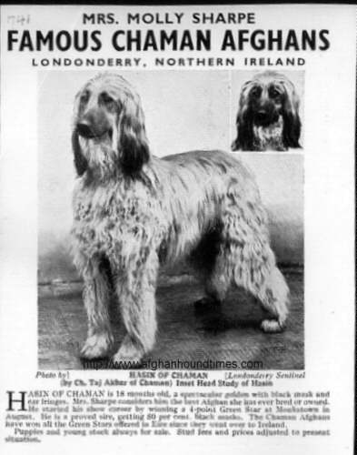 http://www.afghanhoundtimes.com Photo Taj (Hasin) Of Chaman