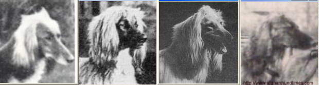 http://www.afghanhoundtimes.com Photo Chaman Head Studies