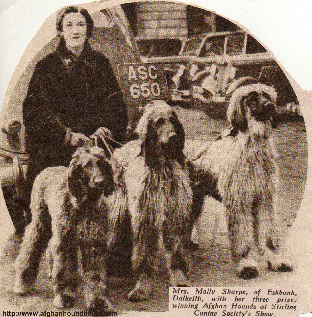 http://www.afghanhoundtimes.com Photo Molly Shape In Scpt;amd 103-'s
