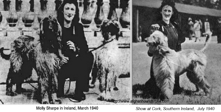 http://www.afghanhoundtimes.com Photo Molly Shape In Ireland 1940