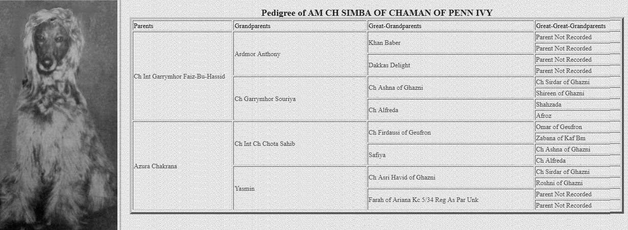 http://www.afghanhoundtimes.com PHOTO PEDIGREE AM CH SIMBA OF CHAMAN OF PENN IVY