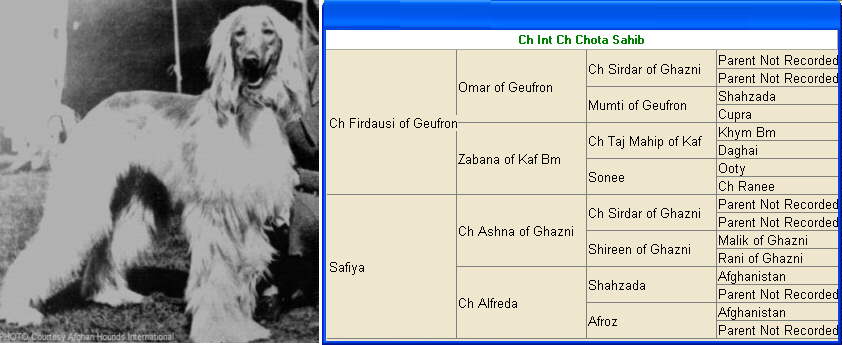 http://www.afghanhoundtimes.com Photo Chota Sahib