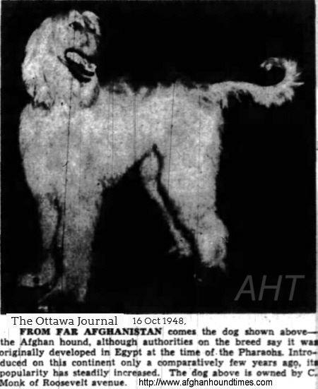 http://www.afghanhoundtimes.com WIRE PHOTO 1847 Sura-Sundari of Skyridge (Canada)