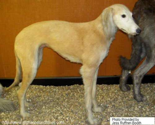 Early Afghan Hounds - Moroo