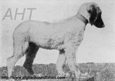 http://www.afghanhoundtimes.com photo of MOTI daughter of ZARDIN