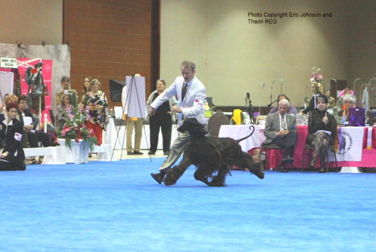 AHCA Natl Speciality BOB 2011 GCH Thaon's Mowgli Photo/Pedigree