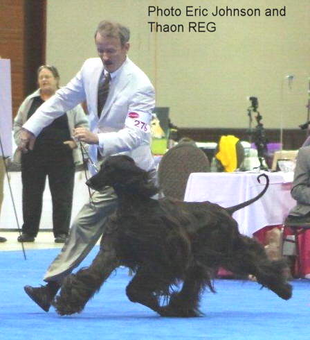 AHCA National Specialty 2011 BOB Thaon's Mowgli