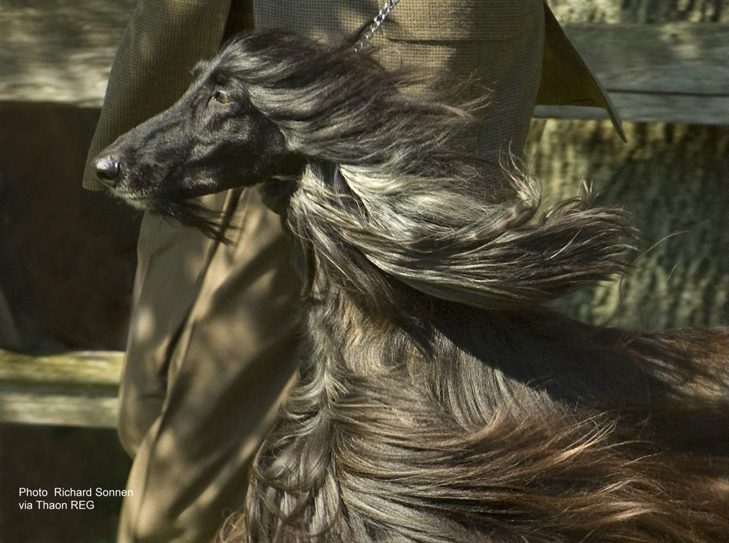 GCH Thaons Mowgli Afghan Hound Natl Speciality Winner 2011