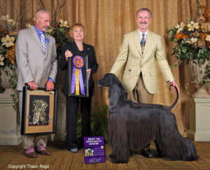 Afghan Hound Times. 2012 Top Hound and Natl Speciality Winner GCH CH Thaon's Mowgli