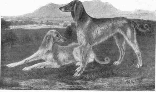 Afghan/Barukhzy Hounds Muckmul and Mooroo II