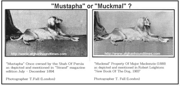 Early Afghan Hounds - Mustapha or Muckmukl 1880's