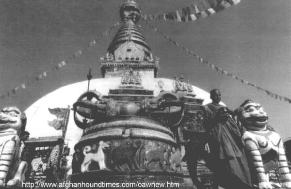 Afghan Hound Times- Photo - Afghan Hound on shrine in Nepal
