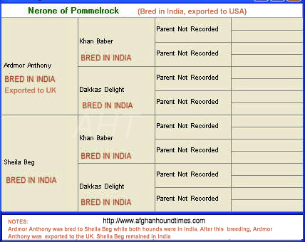 Afghan Hound Times India Article, Nerome of Pommelrock UK