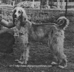 Afghan Hound Times photo - Shabra owned by Margaret L Nison