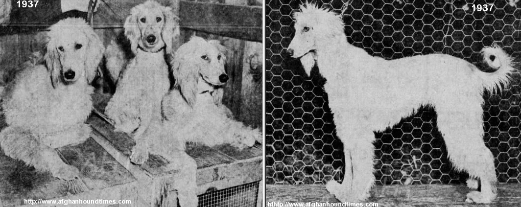 Afghan Hound Times photo - Ku Mari Khyaam Of Arken