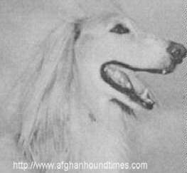 Afghan Hound Times photo - Yusseff