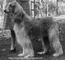 Afghan Hound Times photo - Flo Flo Of Ghazni (US)