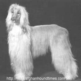 Afghan Hound Times photo Kandar of Riverside